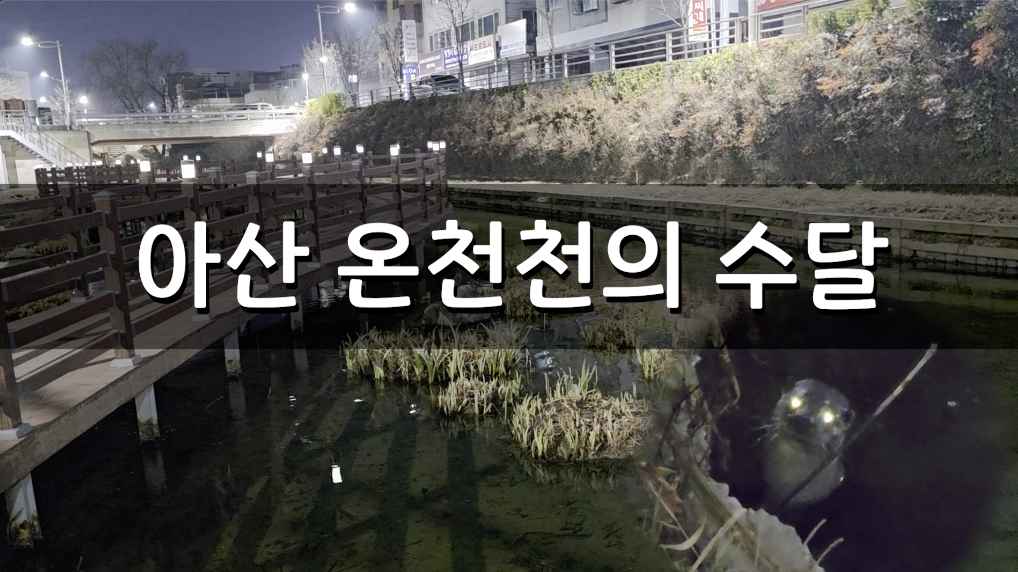 아산 온천천의 수달