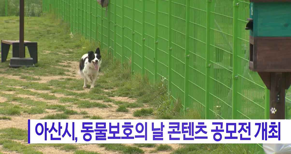[Btv 뉴스] 아산시, 동물보호의 날 콘텐츠 공모전 개최